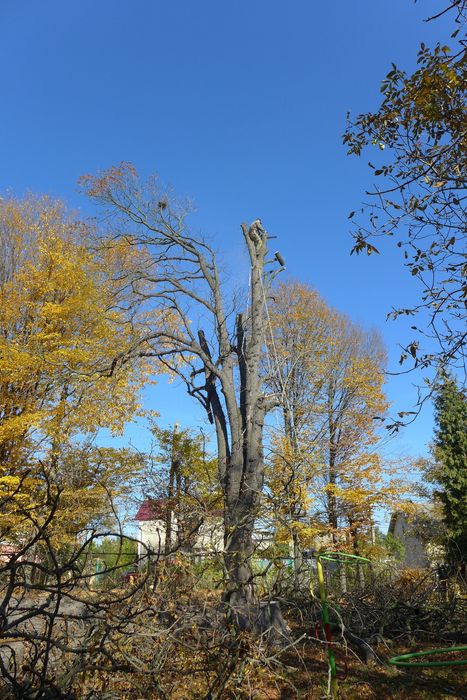 Спил  дерев.  Спил деревьев будь-якої складності,