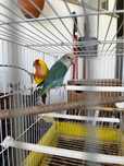 Vendo Casal de Agapornis