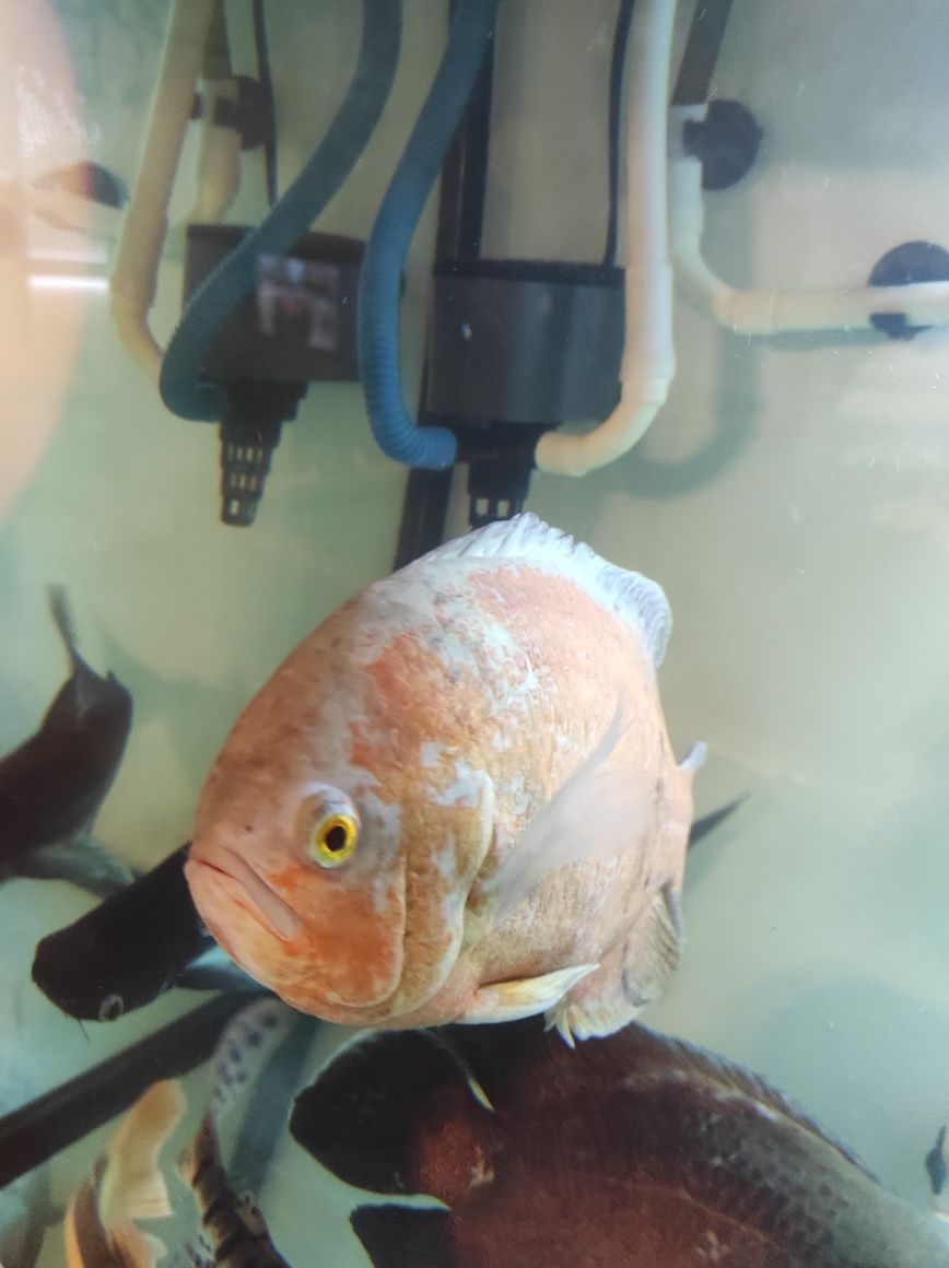 Peixe Oscar albino