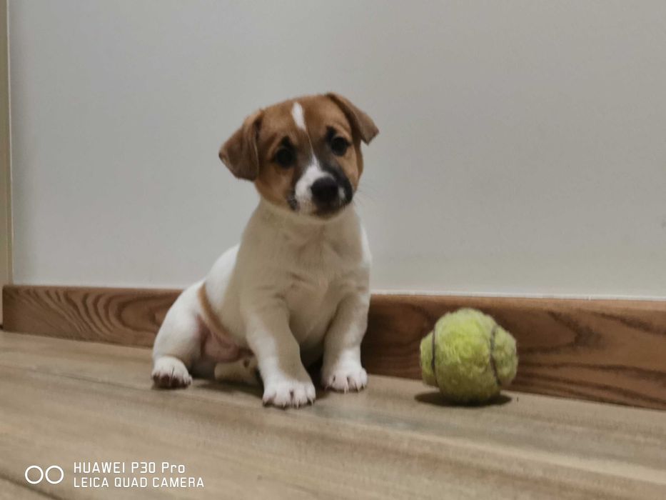 Jack Russell Terrier piękny piesek