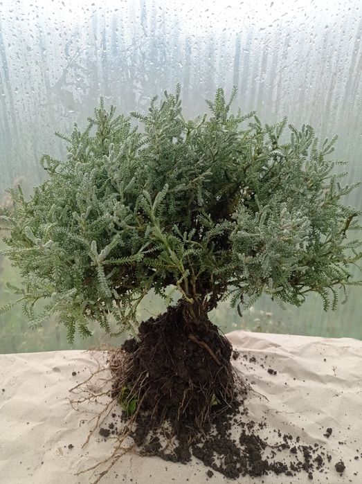 Набір, спеціальна пропозиція