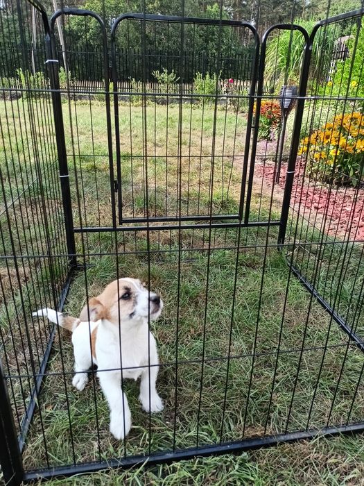 Jack Russell Terrier ZkwP FCI