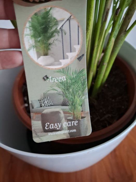 PALMA  ARECA (roślina doniczkowa)