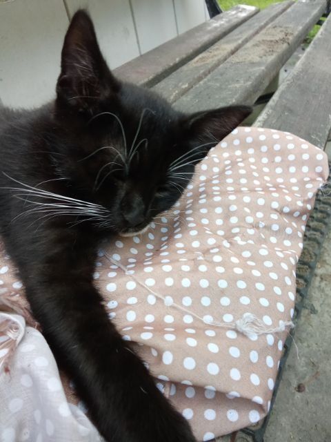 2 miesięczne koty. Możliwość dowozu