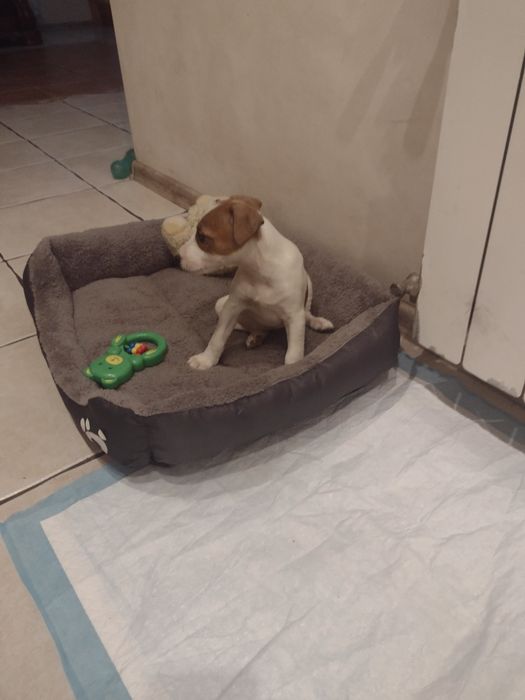 Jack Russell Terrier