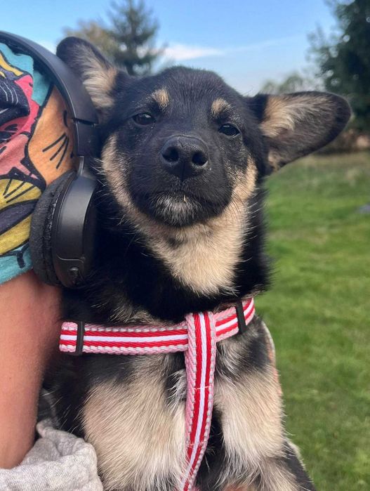 Wilczek cichutki maluch - szczeniak do adopcji