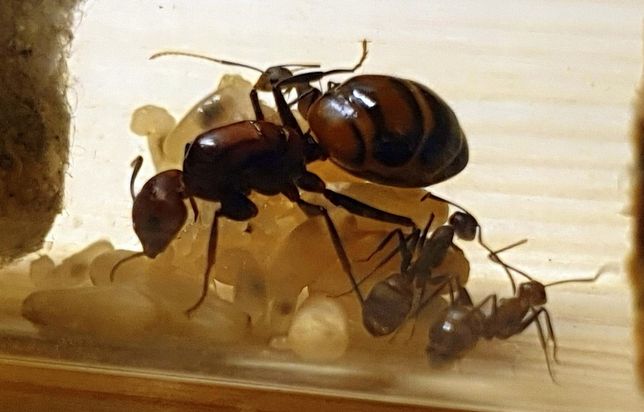 Mrówki Camponotus nicobarensis
