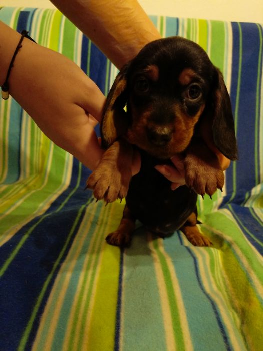 Sprzedam szczeniaka jamnika miniaturka.