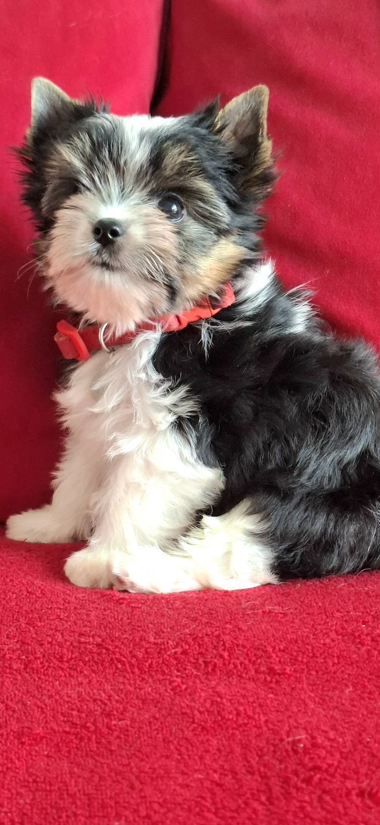 York Biewer Yorkshire Terrier  piesek rodowod pełny 4ro pokoleniowy