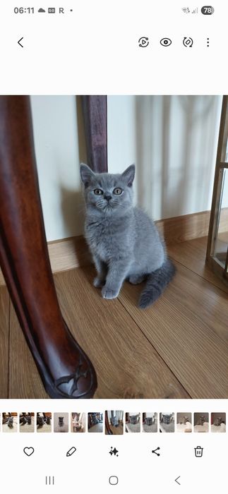 Kot brytyjski krótkowłosy