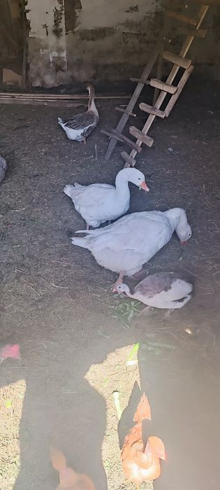 Gęs1i  Gąsior szukają nowego domu