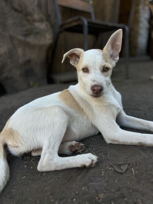 Лейла щенок девочка