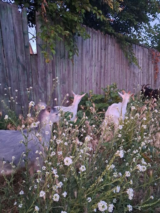 Кози високоудойні