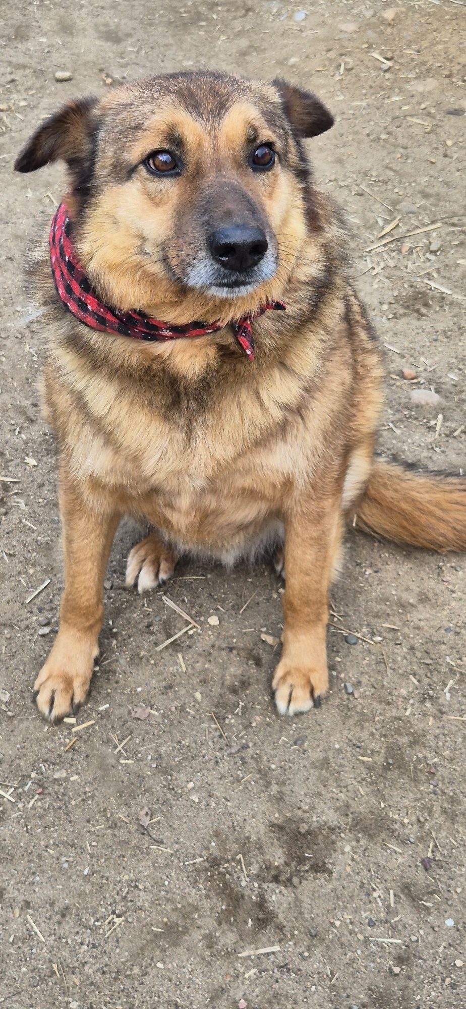 Piesek Około 5 lat