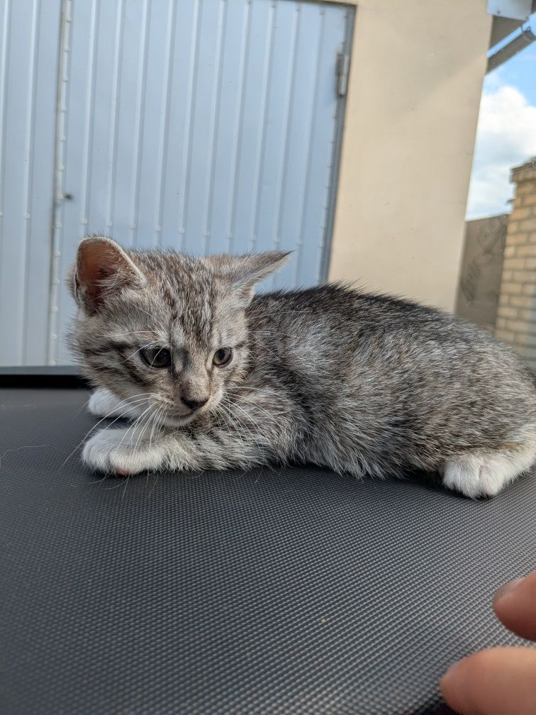Віддам котенятко в хороші руки