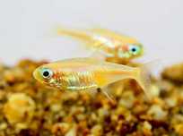 Neon gold Neon Innesa