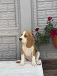 Beagle, szczeniak! FCI