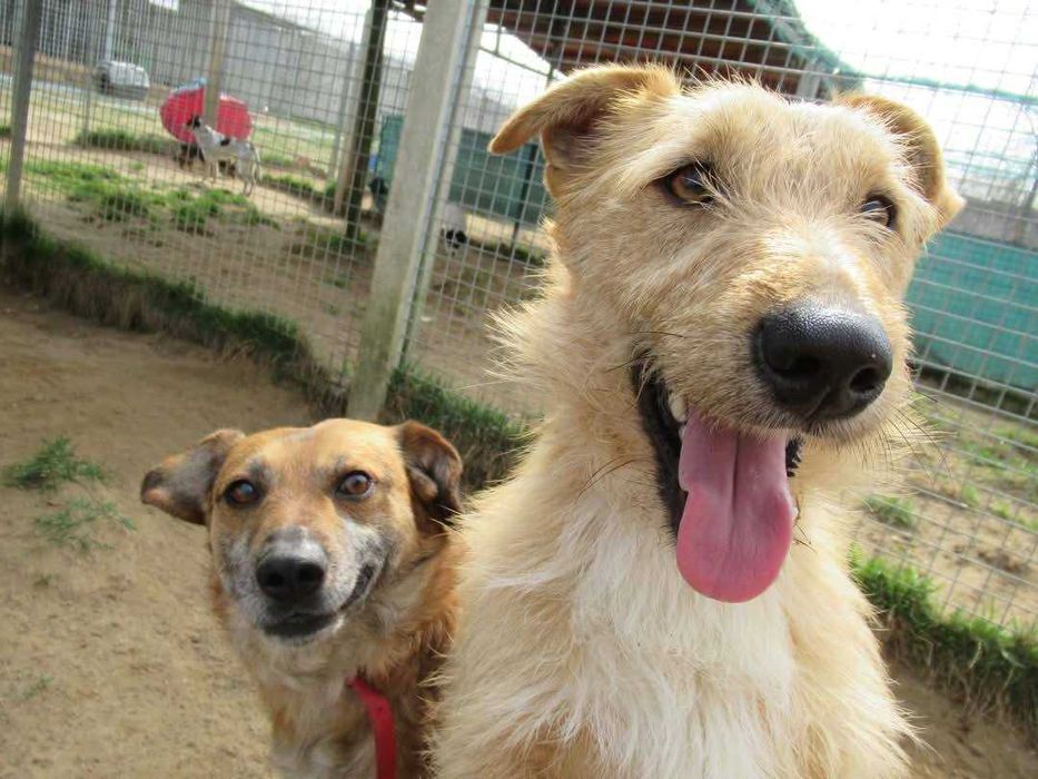 Kremuś ok 2 let wyjątkowy pies czeka na adopcję  Bezd.Szuk.Dom.