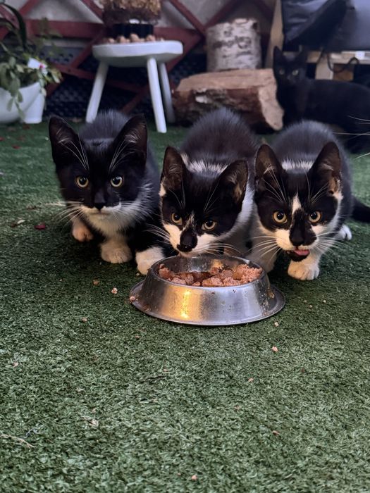 Kotki kotek kot adopcja