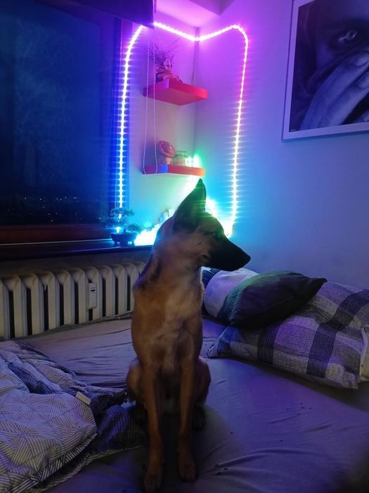 Riko szuka nowego kochającego domu