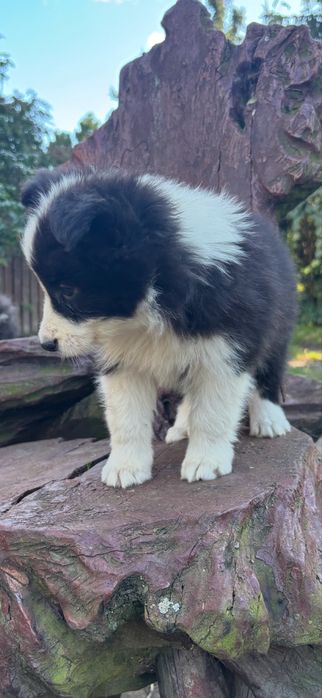 Border collie szczenię z rodowodem gotowy do odbioru