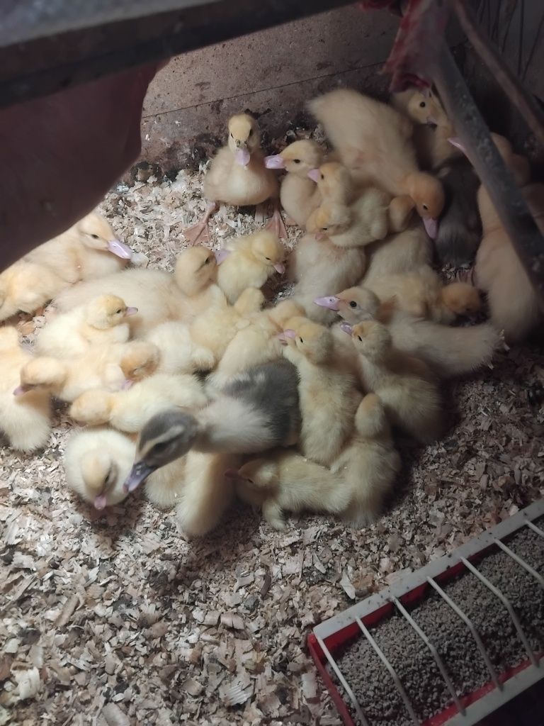 Продам мускусні каченята.