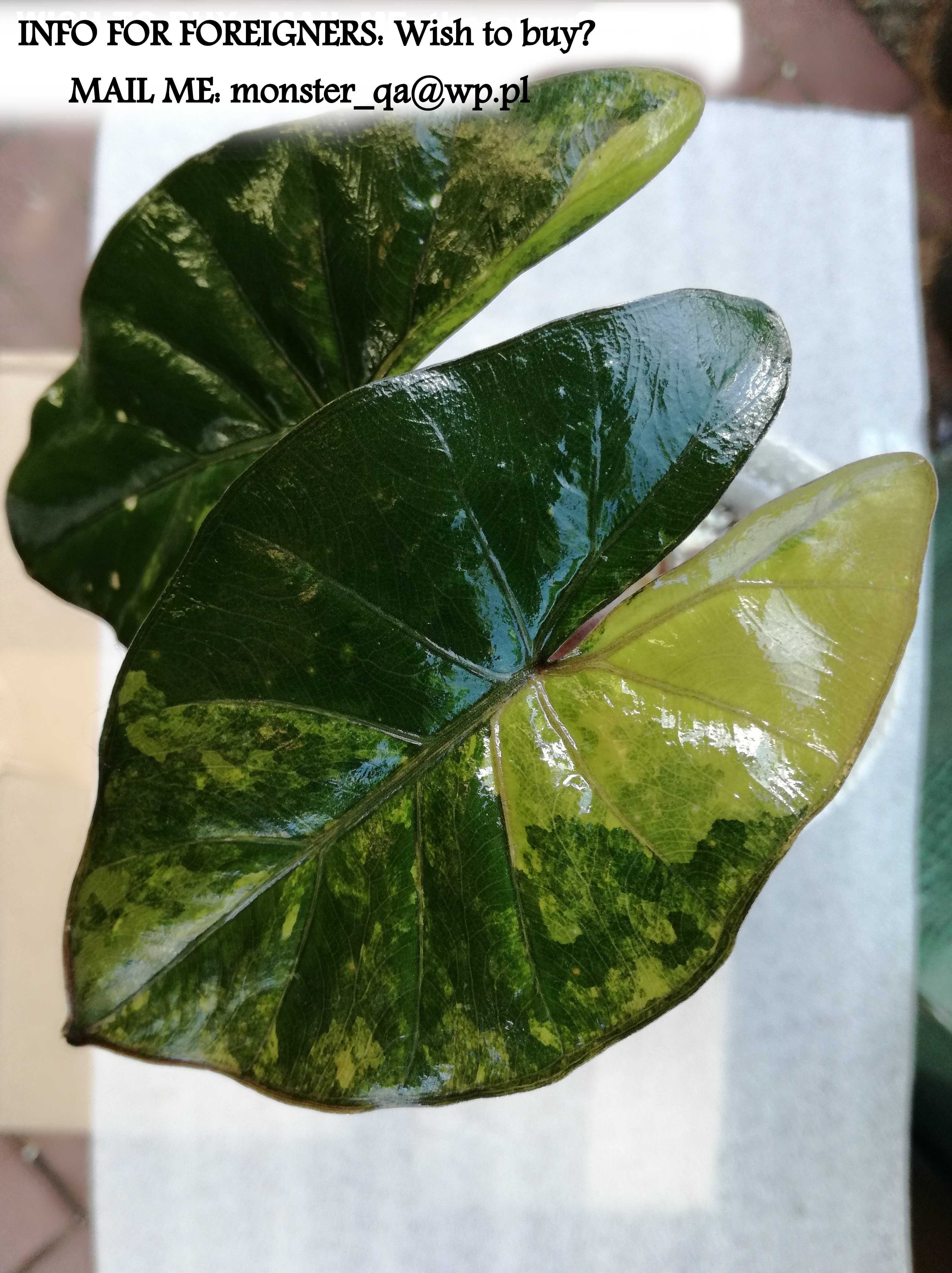 INTERNATION. Alocasia Yucatana Princess Variegata philodendron alokazj