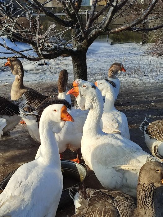 Продам гусей холмогорів та тульських горбоносих