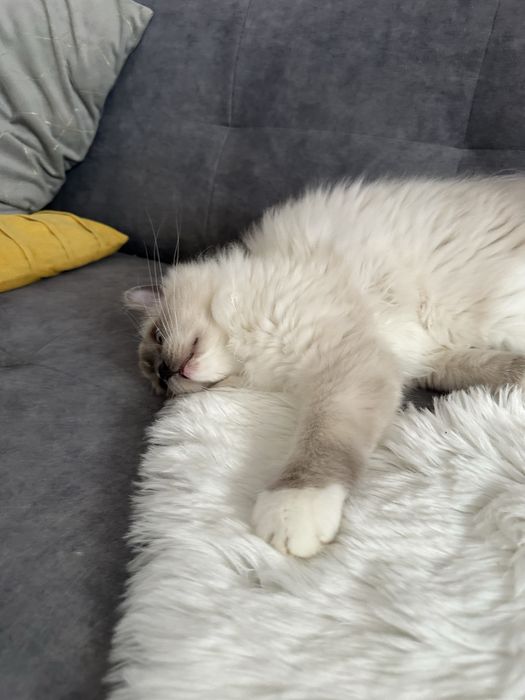 Cudowny Kocurek FPL gotowe do odbioru