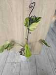 Monstera yellow marmorata