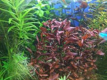 Ludwigia super red mini