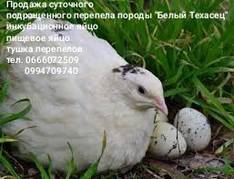 Инкубационное яйцо, перепела разных возрастов, тушка, яйцо