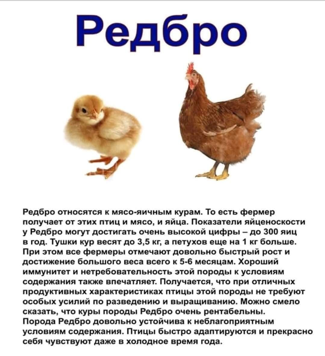 Реализацыя :утка,бройлер,курчата мясояичной породы,гуси,куры несушки