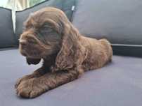 Cocker Spaniel angielski - czekoladowy