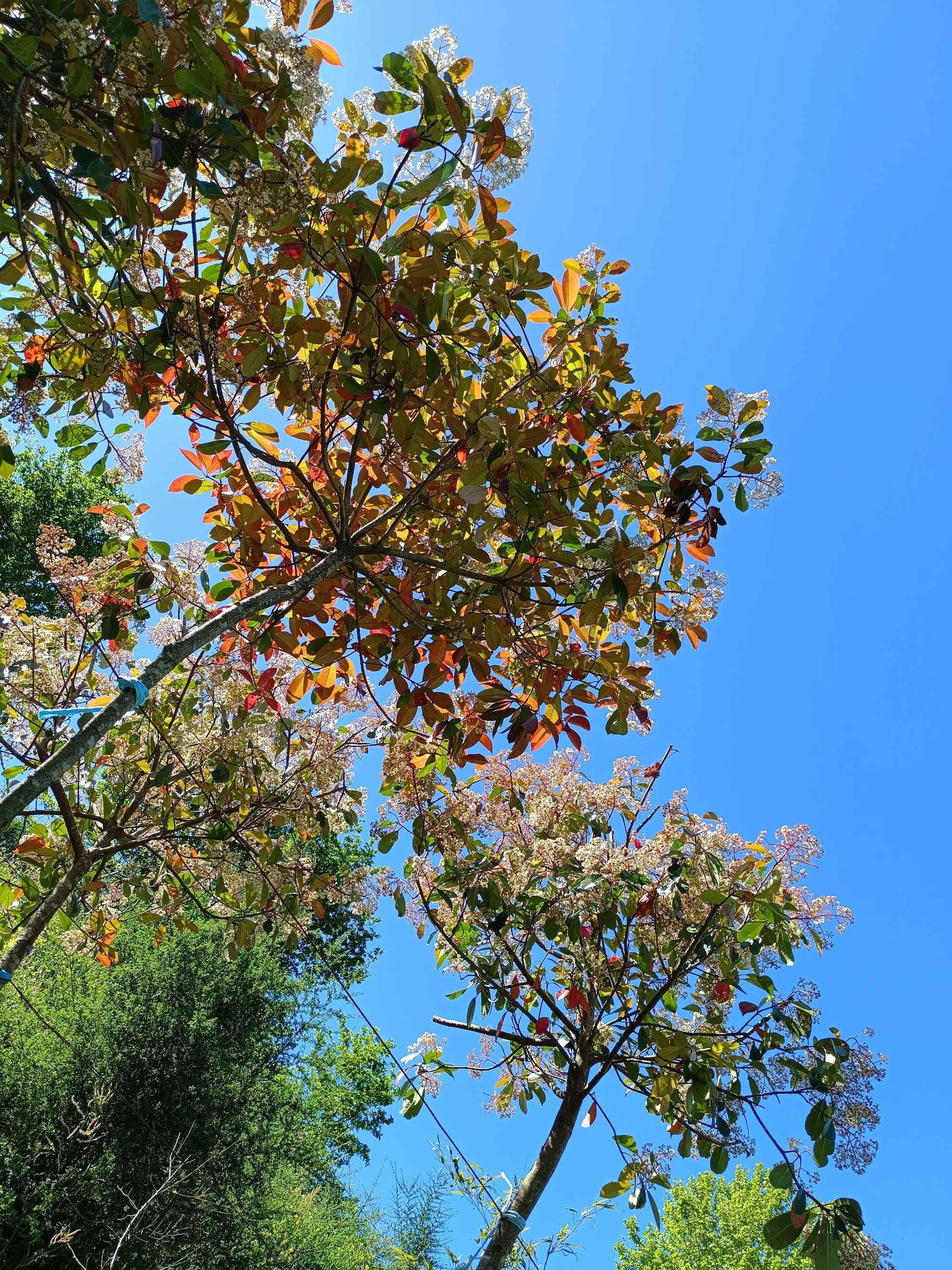 Photinia em copa