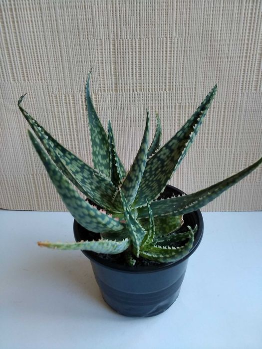 Алоэ Рауха алоe Rauhii