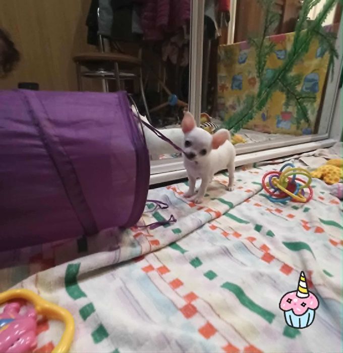 Chihuahua Śliczna, krótkowłosa dziewczynka FCI/ZKwP.Prawdziwy rodowód.