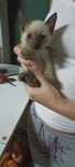 Gatinhos para adopção