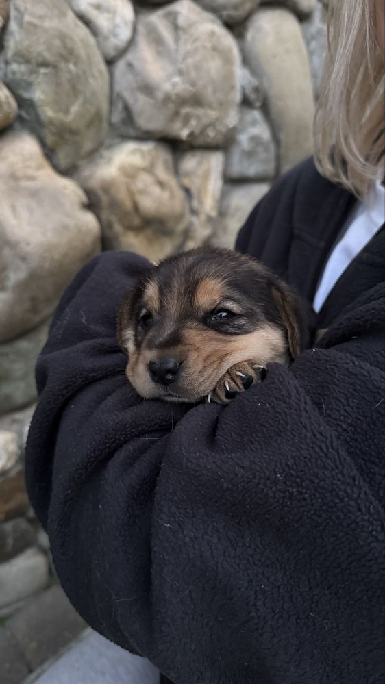 Цуциня дівчинка бігль