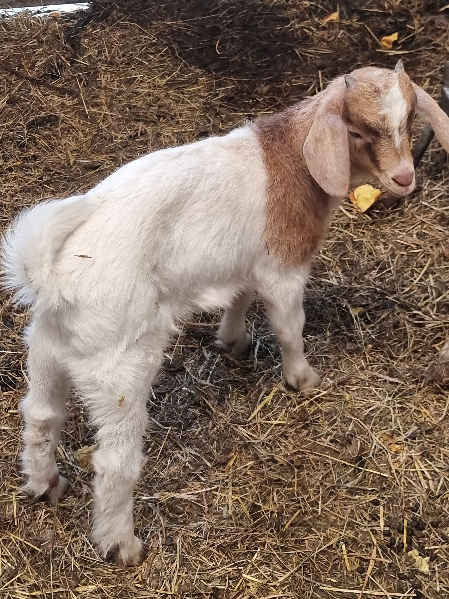 Vendo cabra nova, mãe de um cabrito  Boer,