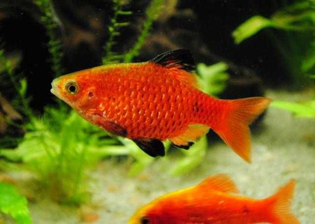 MISIEKZOO Brzanki - Brzanka Różowa tylko 5 zł