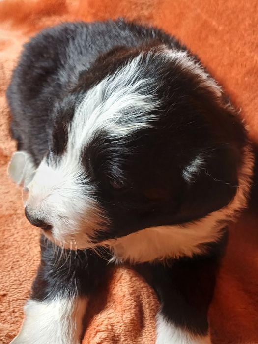 Border Collie, szczeniak, pies czarno-biały