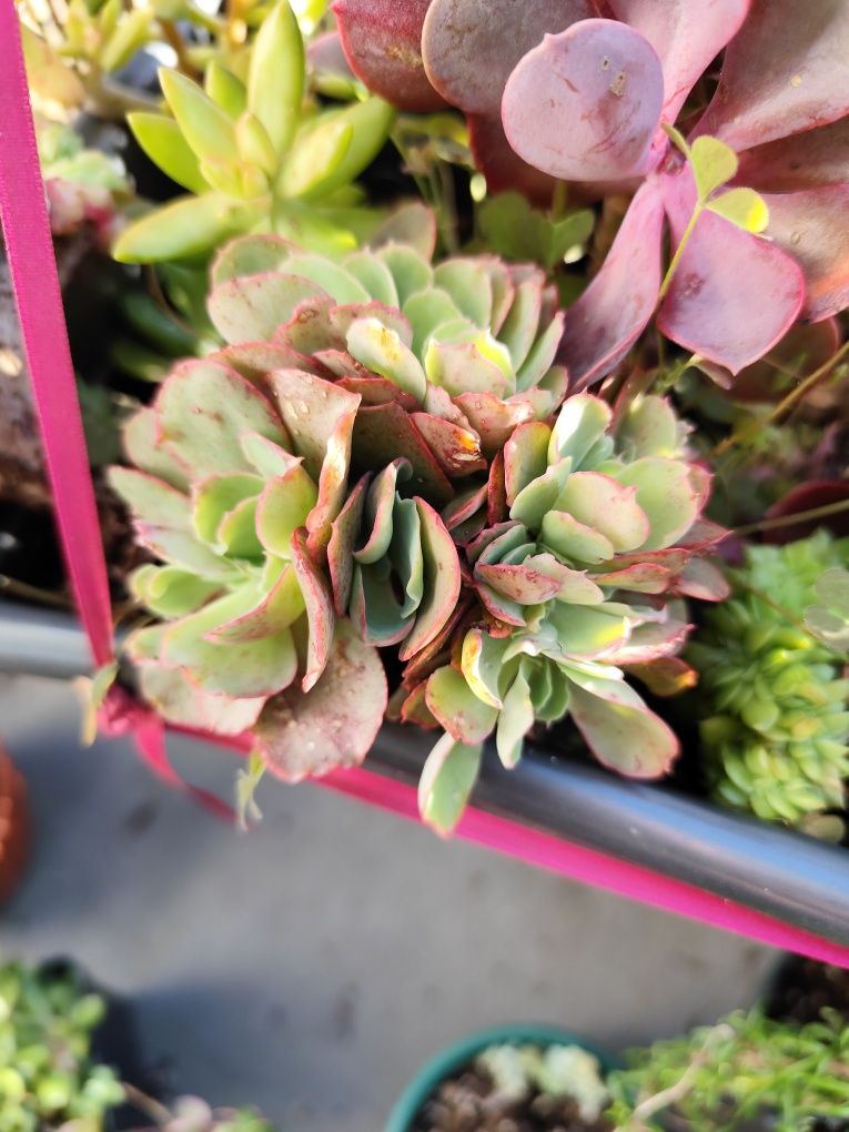 Suculentas cristatas