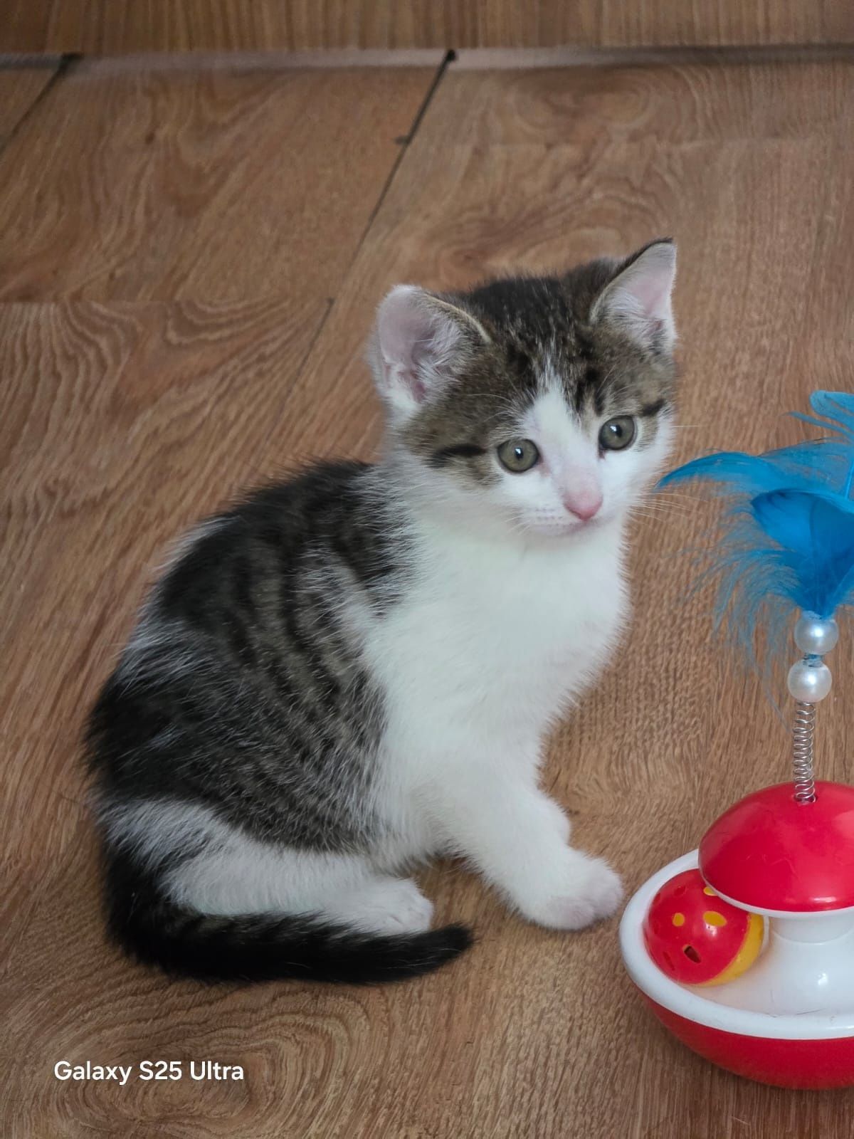 Dyzio poleca się do adopcji