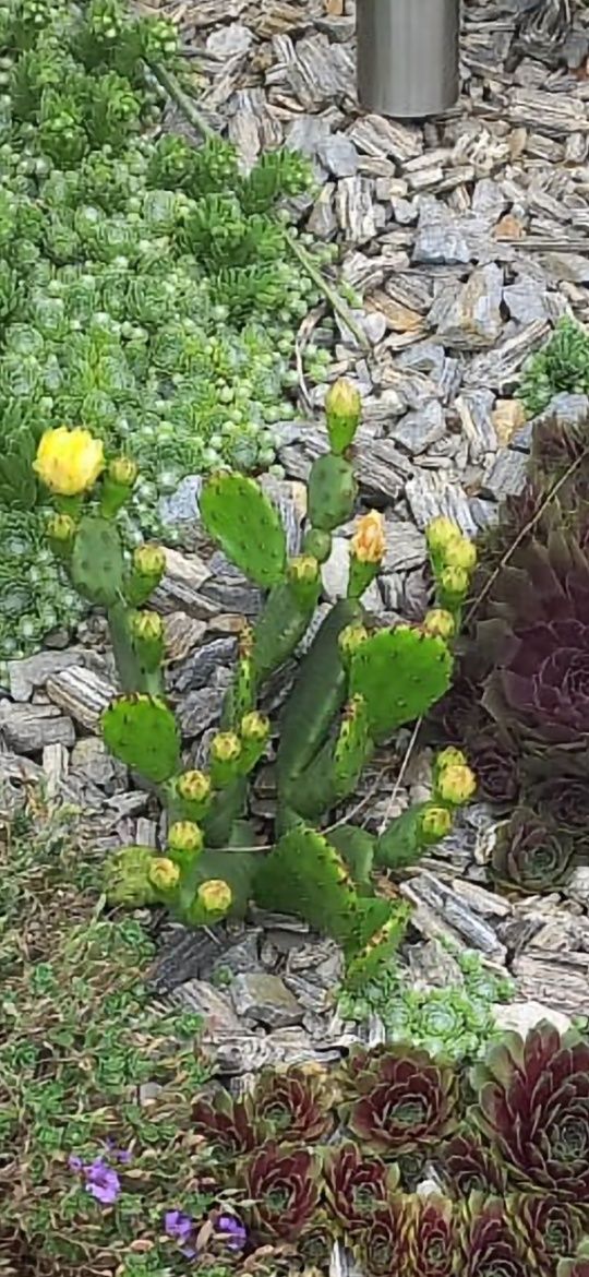 Opuntia opuncja mrozoodporna