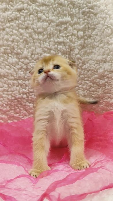 Шотландська золота шиншила прямовухі висловухі котята хлопчик дівчинка