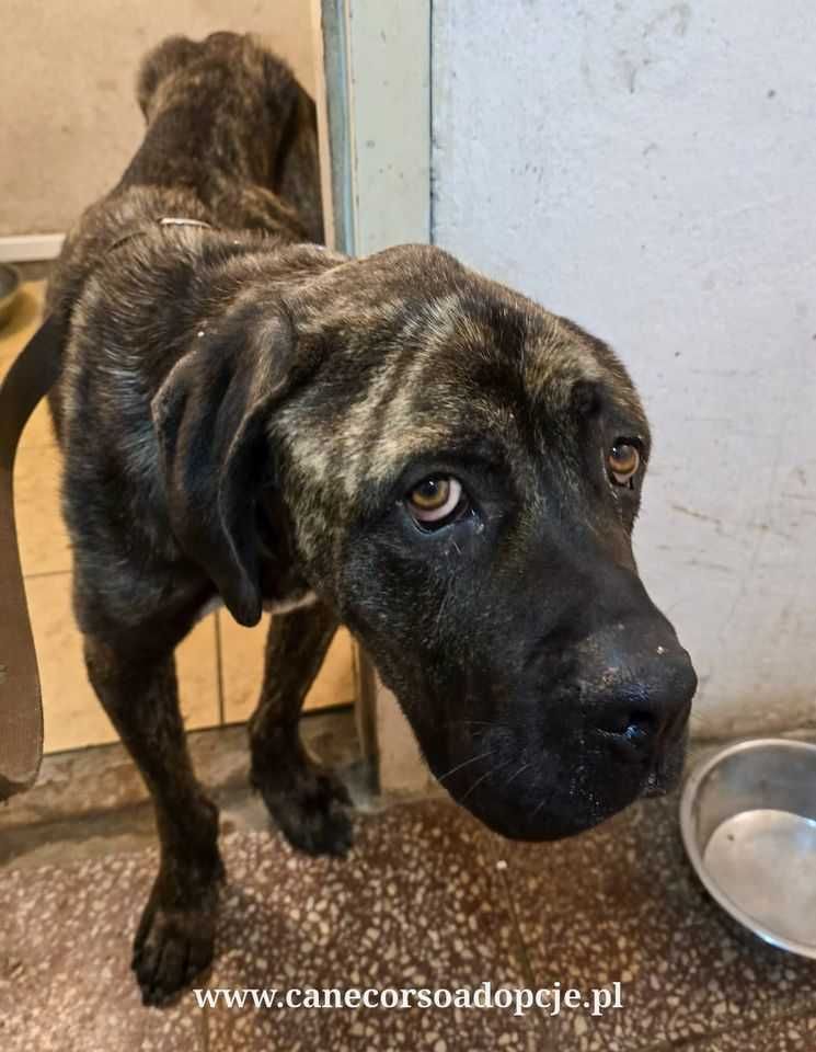 Syriusz w typie Cane Corso do adopcji.