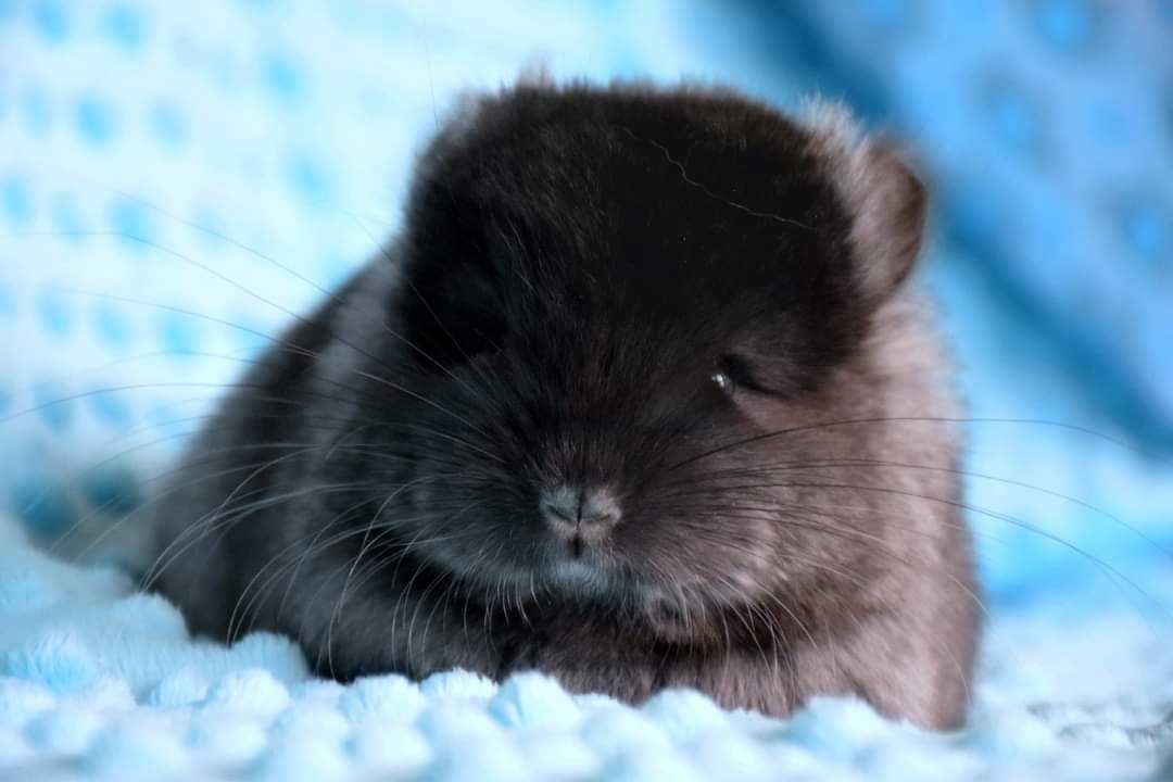 Amber Chinchillas* szynszyla domowa hodowla Angora RPA