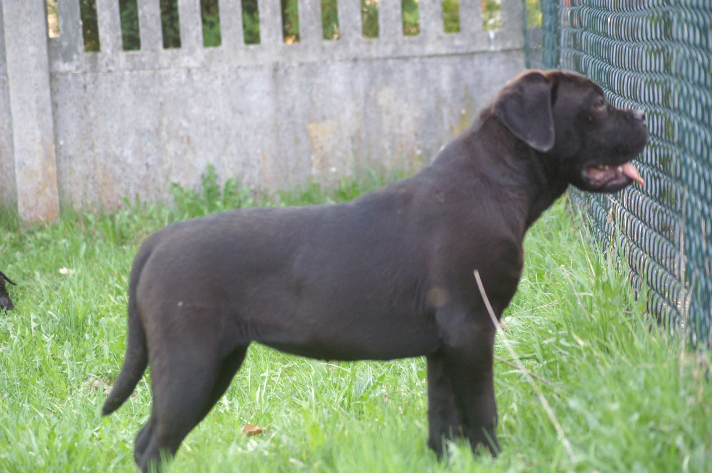 Cane Corso FCI  suczka  zagraniczne krycie. Ładna głowa, do hodowli