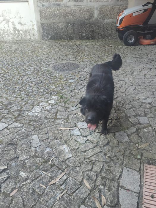 Cão preto para adoção